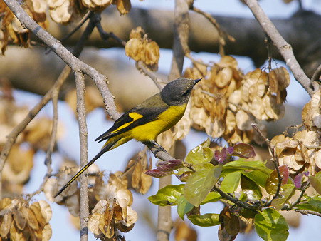 サンショウクイ♀(Ashy Minivet) P1160692_R