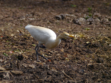 アマサギ(婚姻色)(Cattle Egret) P1170584_R