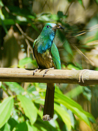 アオムネハチクイ(Blue Beared Bee-eater) P1180602_R