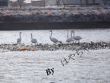 白鳥が就寝する中州