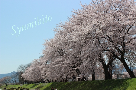 2012.4.28 桜 2