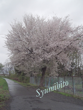山桜かな?