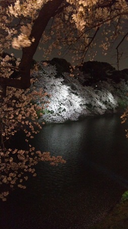 千鳥ヶ淵ライトアップ