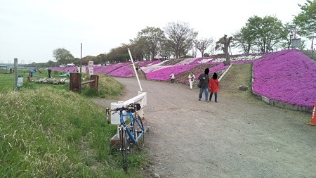 相模川芝桜と自転車