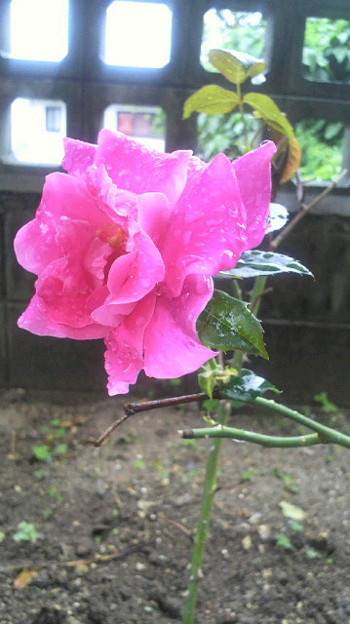 くれ ない の 二 尺 伸び たる 薔薇 の 芽 の 針 やわらか に 春雨 の ふる