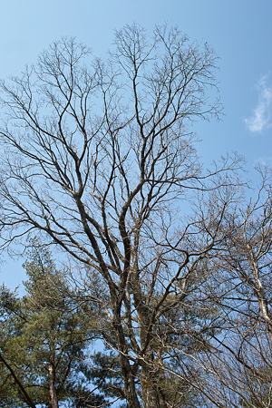 tree03142012dp2-04