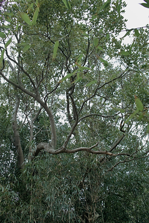 tree03232012dp2-01