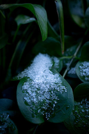 雪の朝