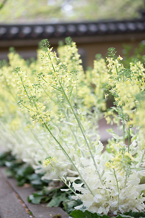 葉牡丹の花