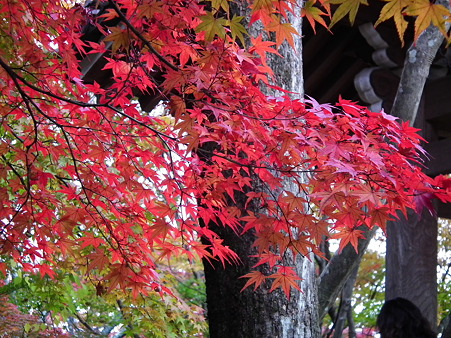 京都 271