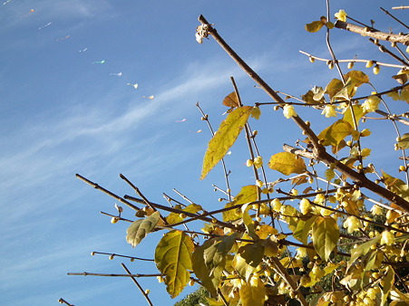 DSCF0126