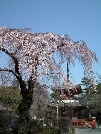 30川越喜多院
