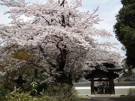 11天岑寺桜