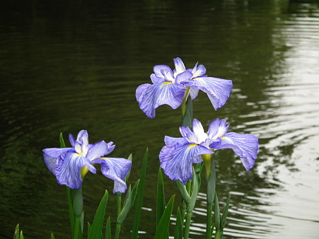 13智光山公園・花菖蒲