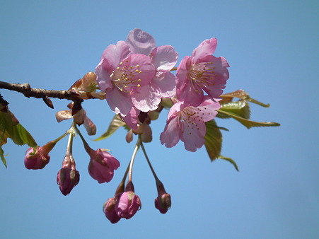 DSCF0117