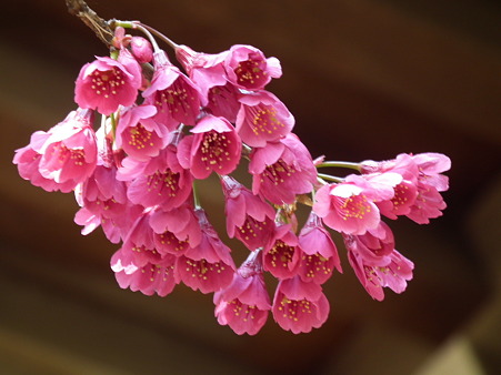 DSCF0298