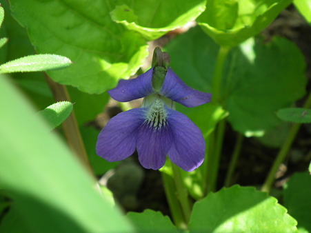 DSCF0113