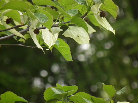 DSCF0434