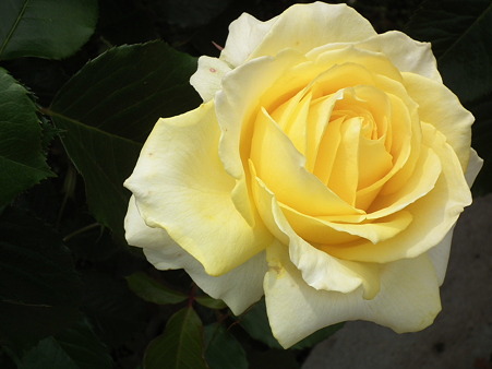 DSCF0228