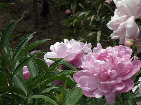 DSCF0025