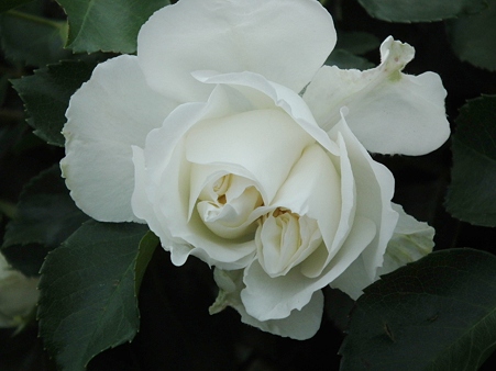 DSCF0527