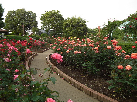DSCF0733