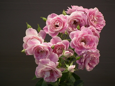 DSCF0823