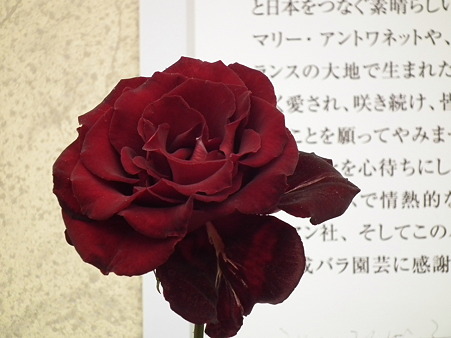 DSCF0378