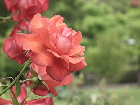 DSCF0679