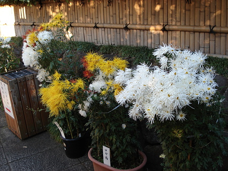 山本亭　菊展示