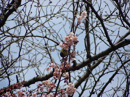 寒桜にメジロ