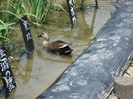 もう１羽も入水