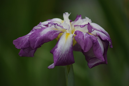 花菖蒲 天女の冠