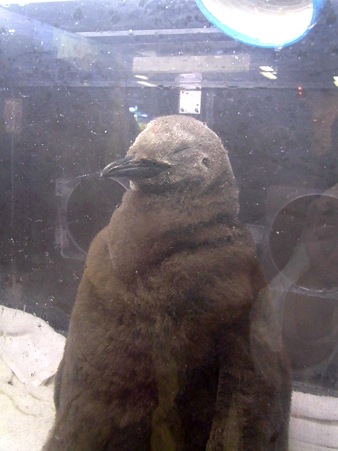 20110813 海遊館 キングヒナちゃん04