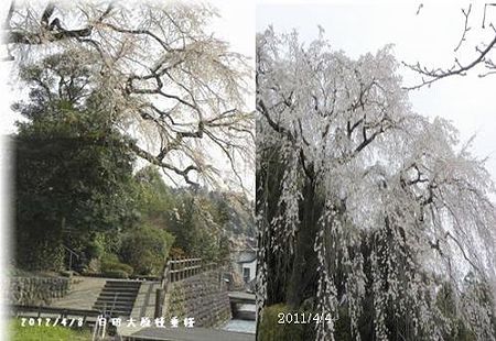 おおはらしだれ桜２