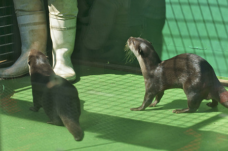 tokyowildlife110924036