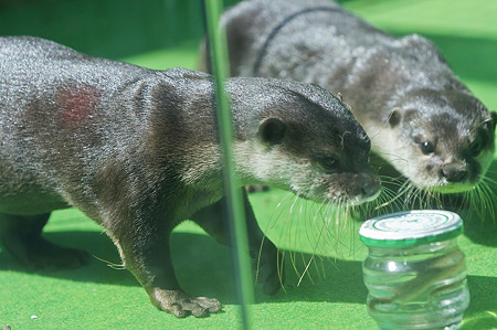 tokyowildlife110924085