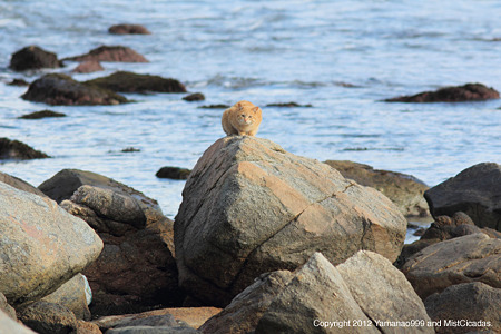 yamanao999_cats_080
