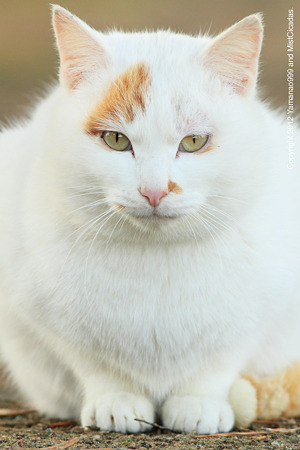 yamanao999_cats_081