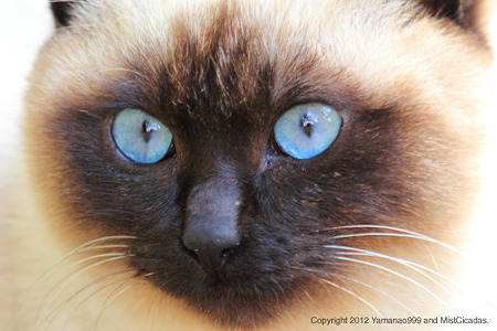 yamanao999_cats_085