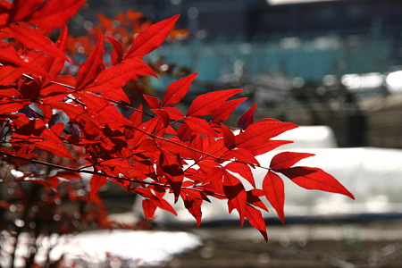 冬の紅葉…