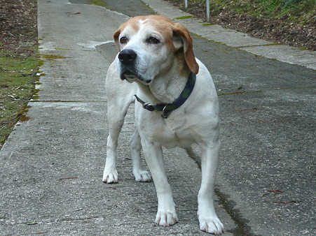 芭蕉天神宮に出現した犬