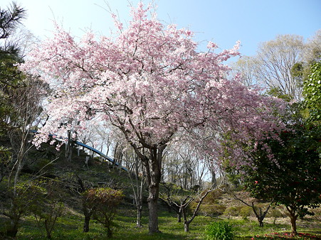 白尾山公園の桜