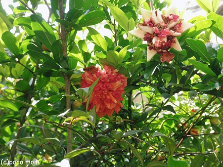 石榴の花2012年06月04日_P6040297