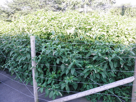 2011年06月25日_P6250597