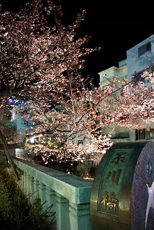 今年最初の｢桜便り｣　夜桜　あたみ桜(3)