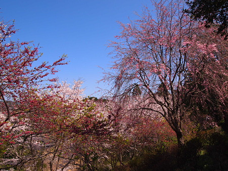 2012 桜 延岡