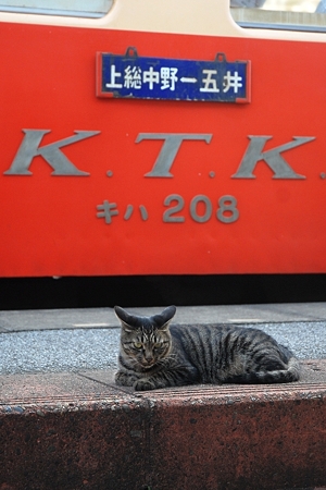 2011/09/24 養老渓谷駅 駅猫