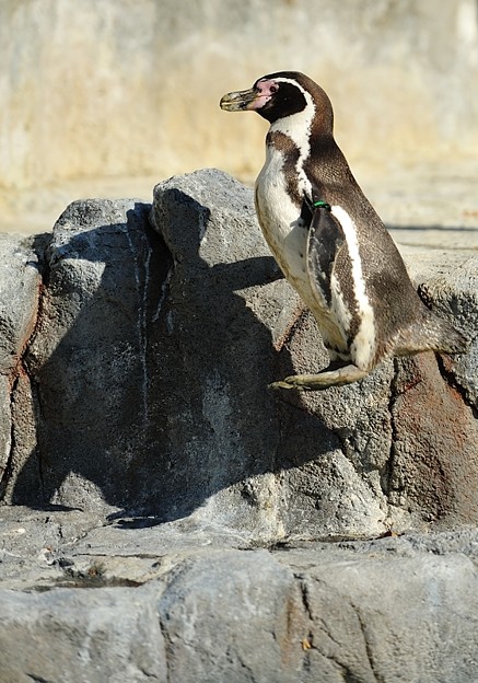 ジャンプ中のフンボルトペンギン