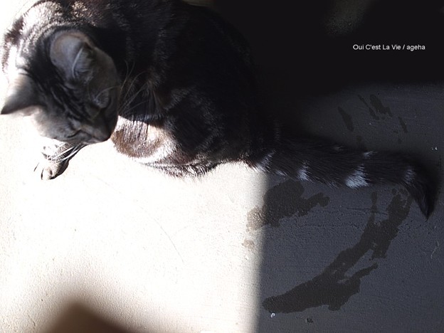 猫シッポで弧を描く。